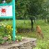 Deer at sign