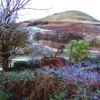 Frosty Fauna