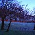 Frosty Green