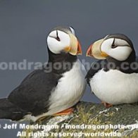 Just love Puffins can't wait to see them