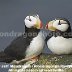 Just love Puffins can't wait to see them