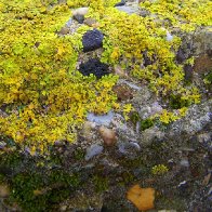 Lichen