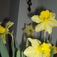 Daffodils