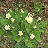 Briallu wyllt (Wild Primroses)