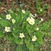 Briallu wyllt (Wild Primroses)