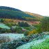 FROSTY CWMPARC