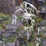 Icicles on a tree