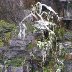 Icicles on a tree