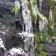 Icicles on the moss and plants