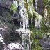 Icicles on the moss and plants