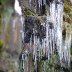 Icicles on the rocks