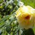 Yellow rose