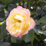 Pink and yellow rose