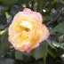 Pink and yellow rose