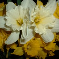 Wild Daffodils