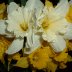 Wild Daffodils