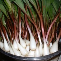 Wild leeks