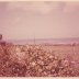 view of irish sea from back of jane williams home