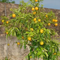 Orange Tree