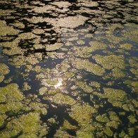 Pond Weed