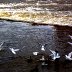 Gulls on River Dee @ Llangollen