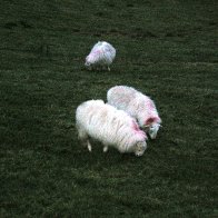 Sheep are Everywhere