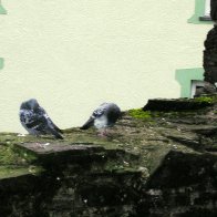 Pigeons @ Conwy Castle