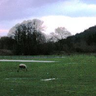 Sheep in Dee Valley Near Corwen