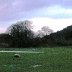 Sheep in Dee Valley Near Corwen