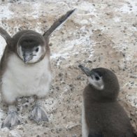 angry penguin at punta tombo