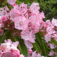 mountain laurels