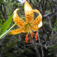 carolina lily