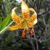 carolina lily