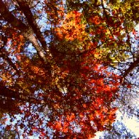 autumn at the disc golf course