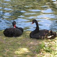 Roath Park - Black Swans