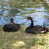 Roath Park - Black Swans