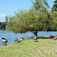 Roath Park - Geese