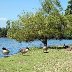 Roath Park - Geese