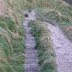 Stairs leading to Tintagel