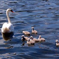 Roath Park - Swan and Cygnets