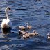 Roath Park - Swan and Cygnets