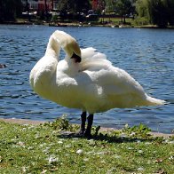 Roath Park - Swan