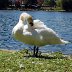 Roath Park - Swan