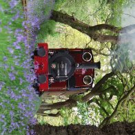 Dolgoch in the bluebells