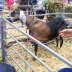 Sioe2009 121