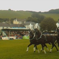 Gwyl Merlod A Chobiau Cymreig 2009