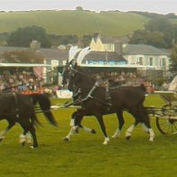 Gwyl Merlod A Chobiau Cymreig 2009