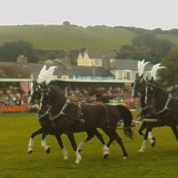 Gwyl Merlod A Chobiau Cymreig 2009