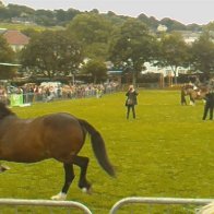 Gwyl Merlod A Chobiau Cymreig 2009