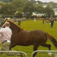 Gwyl Merlod A Chobiau Cymreig 2009